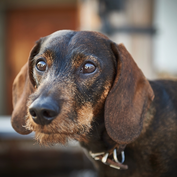 Hotel Stoffel Hunde im Hotel Stoffel